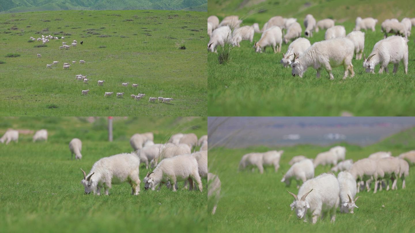 羊群在大草原上吃草