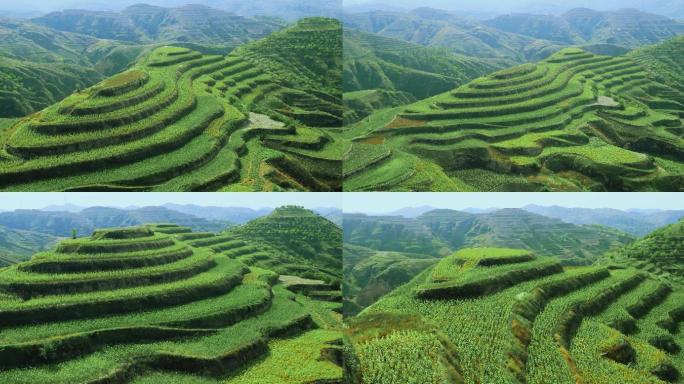 陕北 植树造林 翠绿 航拍 梯田