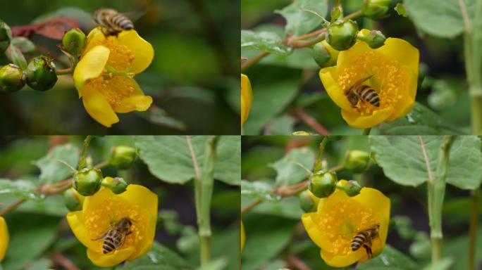 微距拍摄蜜蜂
