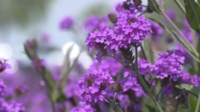 紫花柳叶马鞭草
