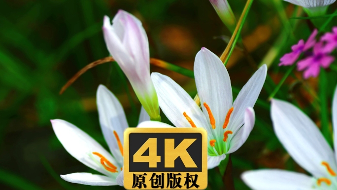 葱莲（玉帘、葱兰）实拍超高清视频素材4K