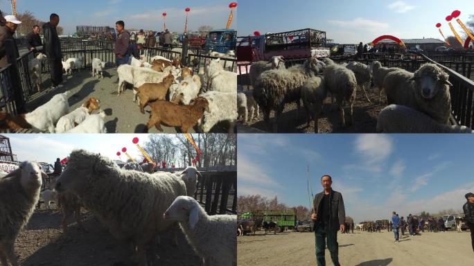 4K大型牲畜交易市场绵羊山羊畜牧养殖户