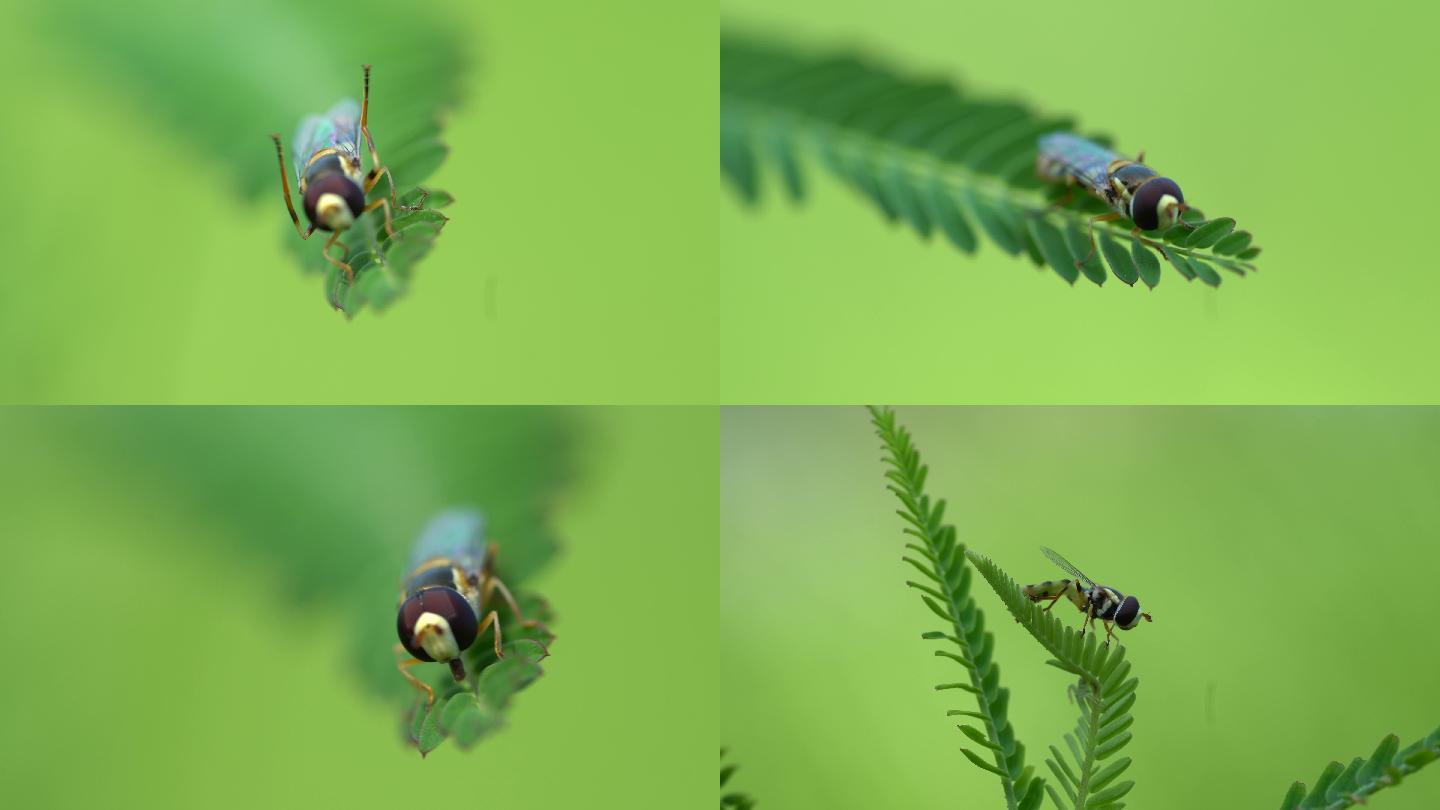 昆虫微距镜头