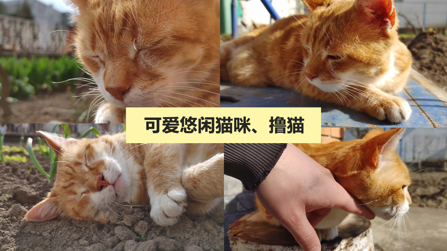 暖洋洋悠闲橘猫洗脸舔脚