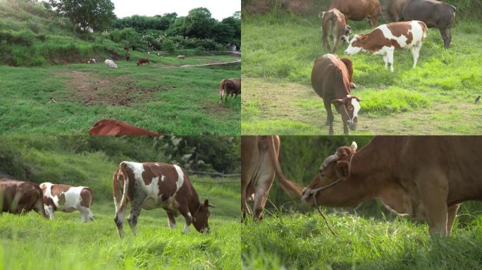 航拍养牛厂，养殖场牛的视频素材，牛吃草