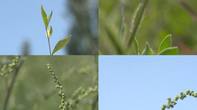 花草树木