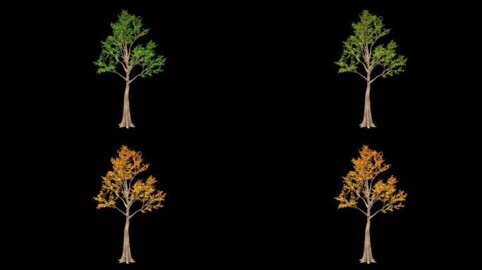 四季生长大树-带透明通道