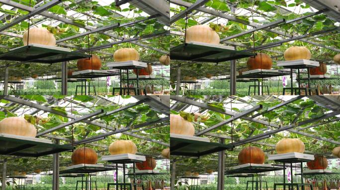 农业-南瓜种植-温室