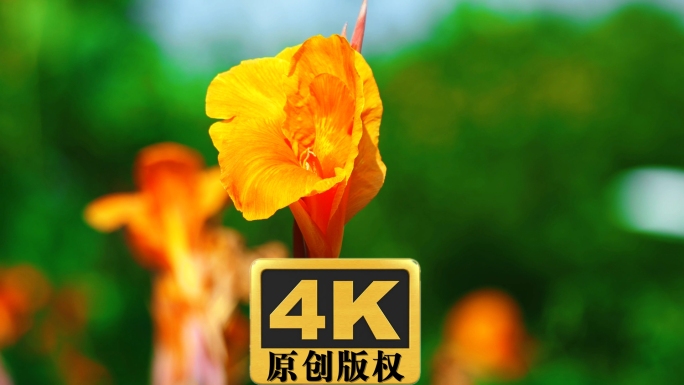 美人蕉植物实拍超高清视频素材4K