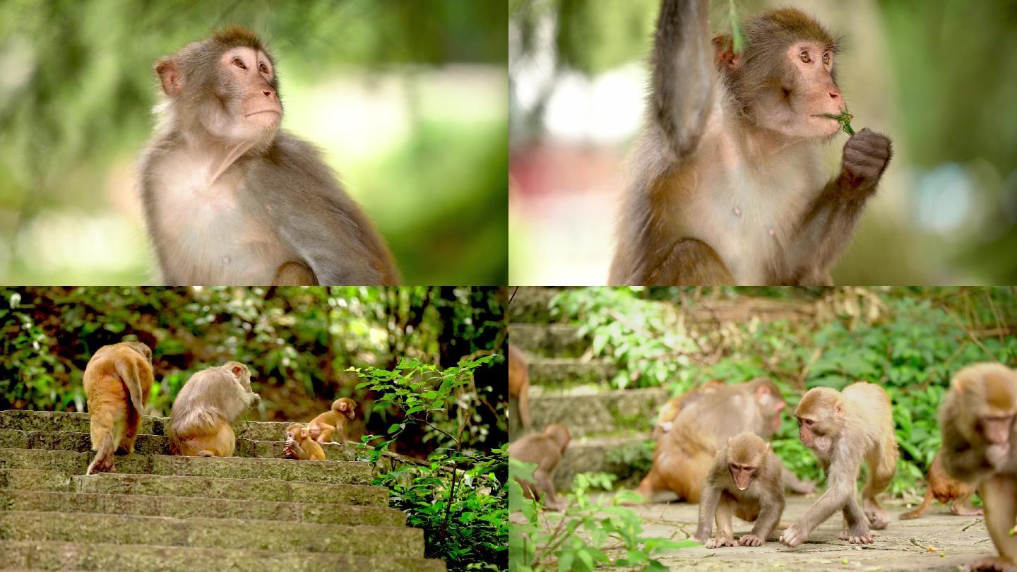 猴子嬉戏动物世界森林公园
