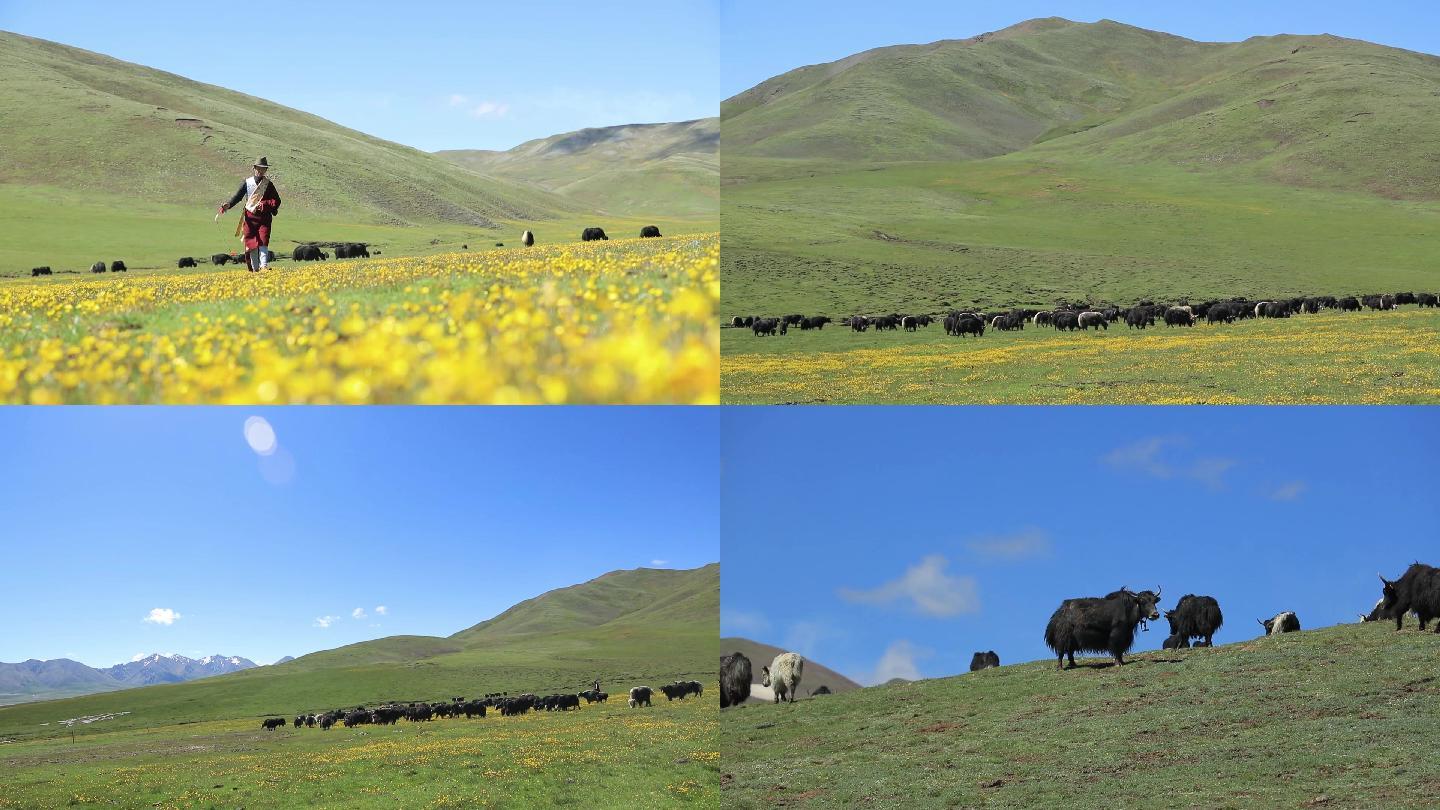 青藏高原上清晨拍摄牦牛