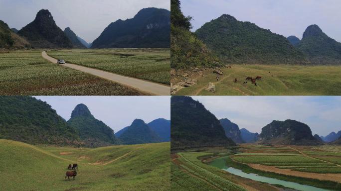 广西南宁隆安更望湖荞麦花海