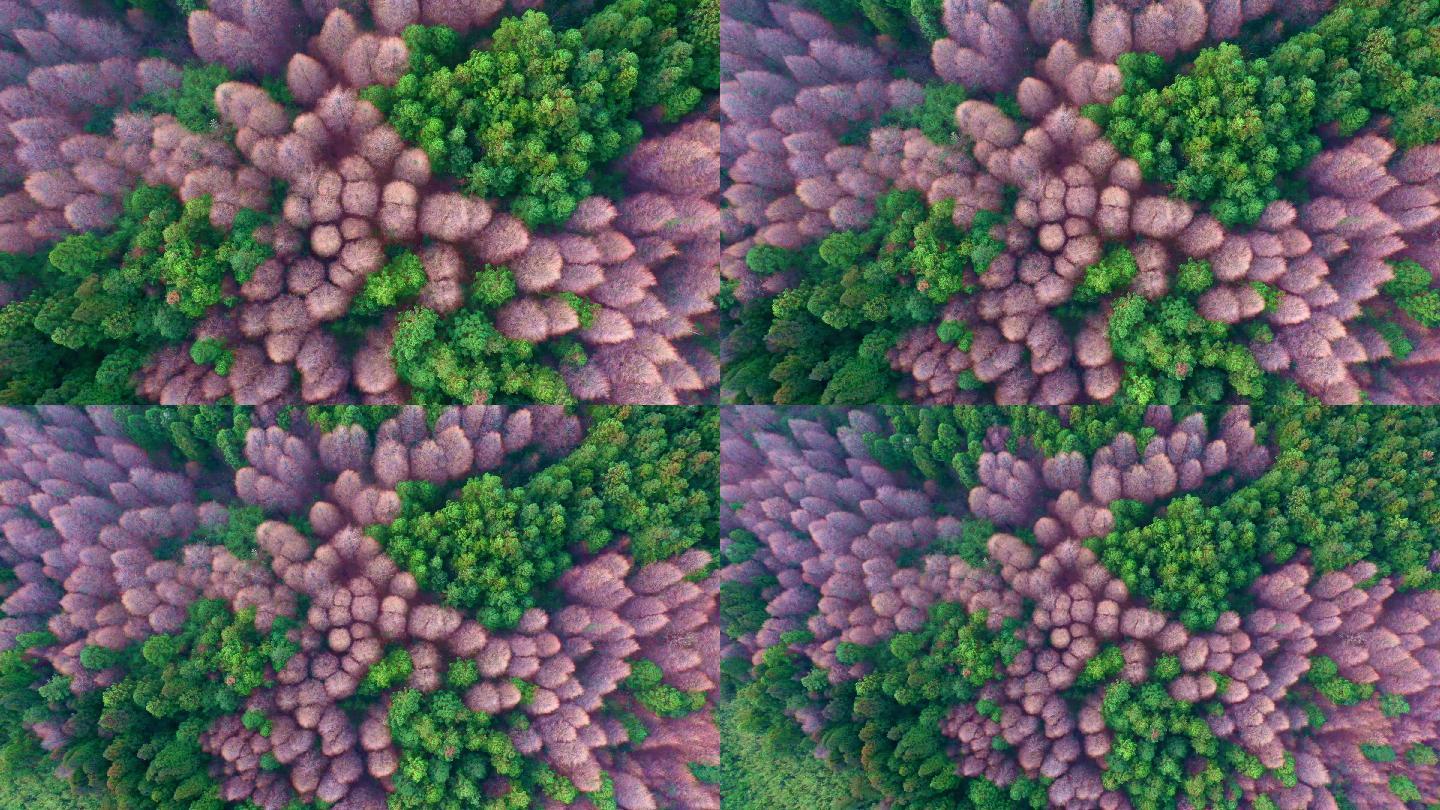 五彩缤纷的森林俯拍视频