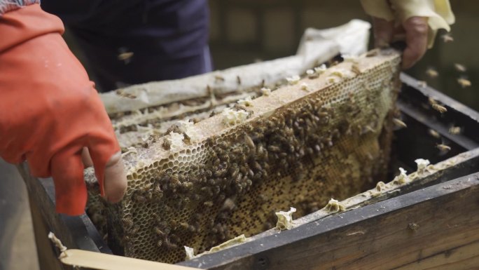 养蜂人采蜜人采蜂蜜