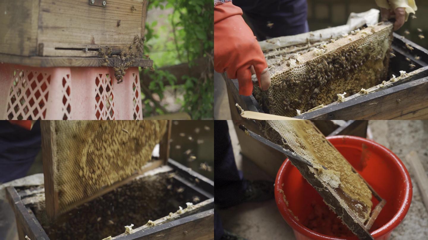 采集 蜂蜜 割蜂蜜