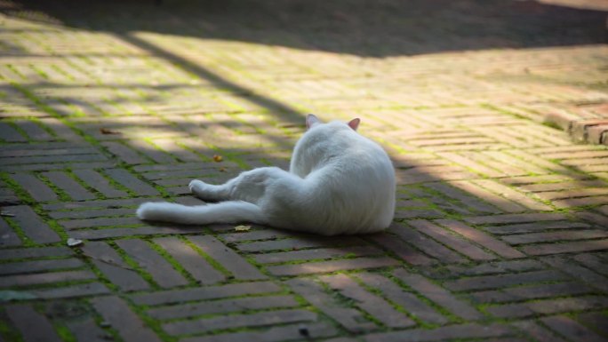 一只白猫在地上舔毛