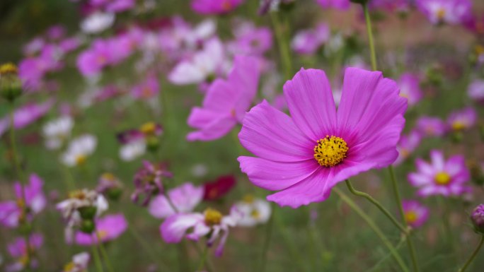 粉色格桑花