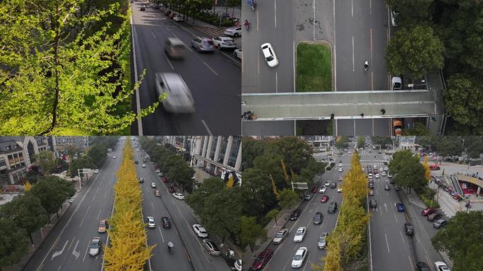 4K航拍 城市街景 银杏树 街道