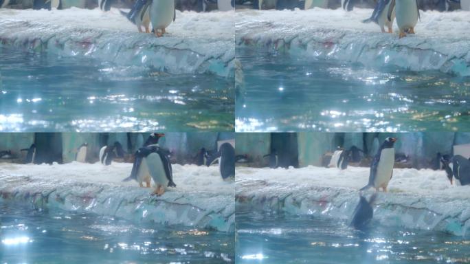 企鹅跳水游泳