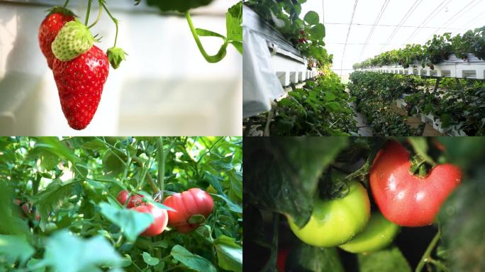 现代农业大棚种植草莓西红柿黄瓜