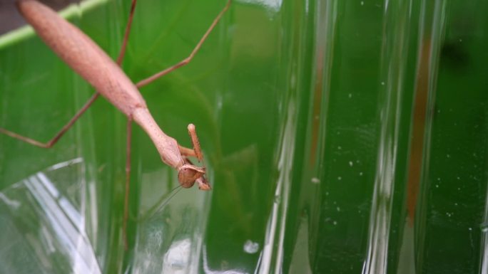 褐色螳螂 昆虫微距