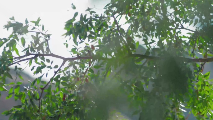 红枣节 打枣人 红枣丰收