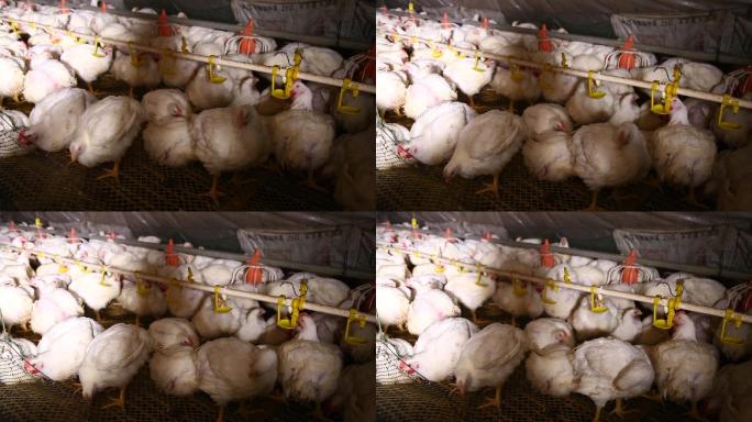 养鸡场饲养白羽鸡环境 (4)