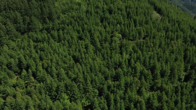 乡村振兴 生态山川 航拍 森林