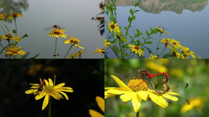 4K 夏季的鲜花、蜻蜓和蜜蜂