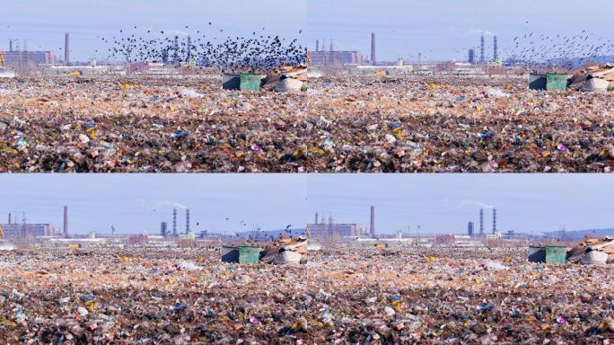 垃圾填埋场上的一群食腐鸟。