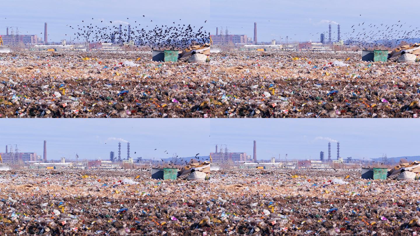 垃圾填埋场上的一群食腐鸟。