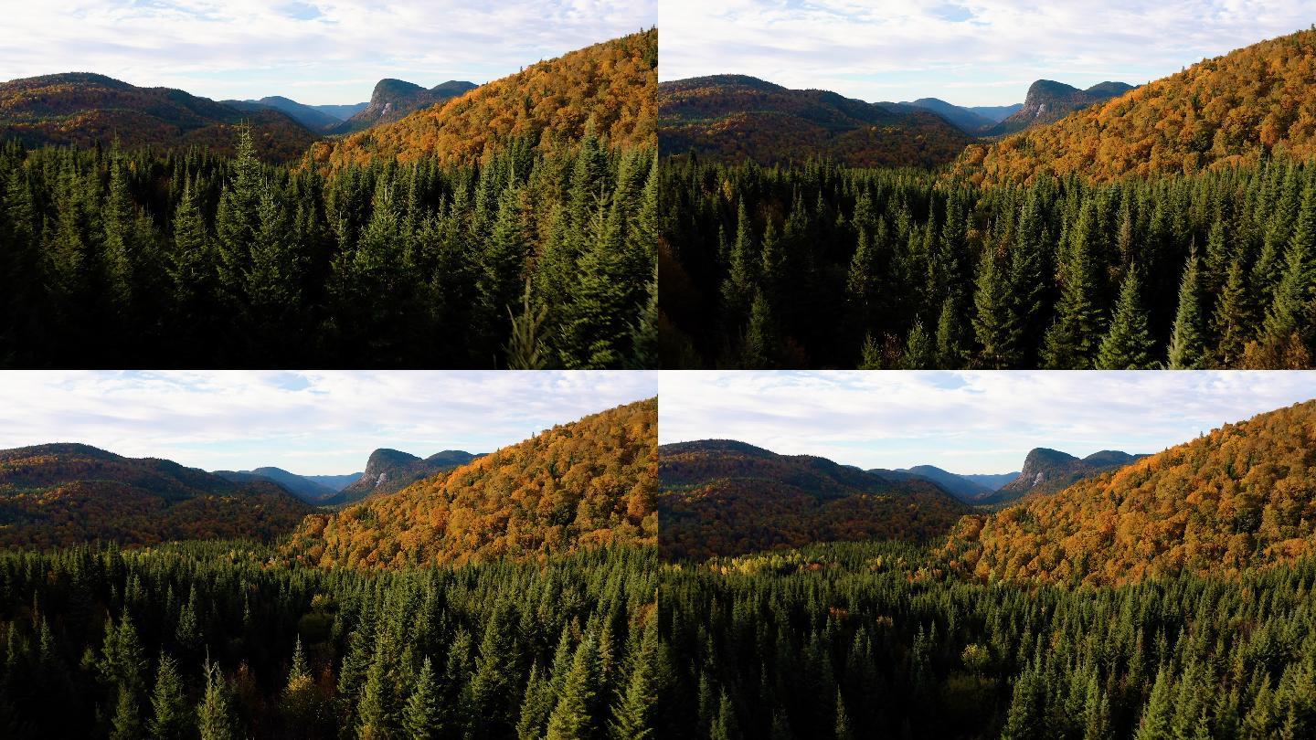 加拿大魁北克日出时秋季北方森林鸟瞰图