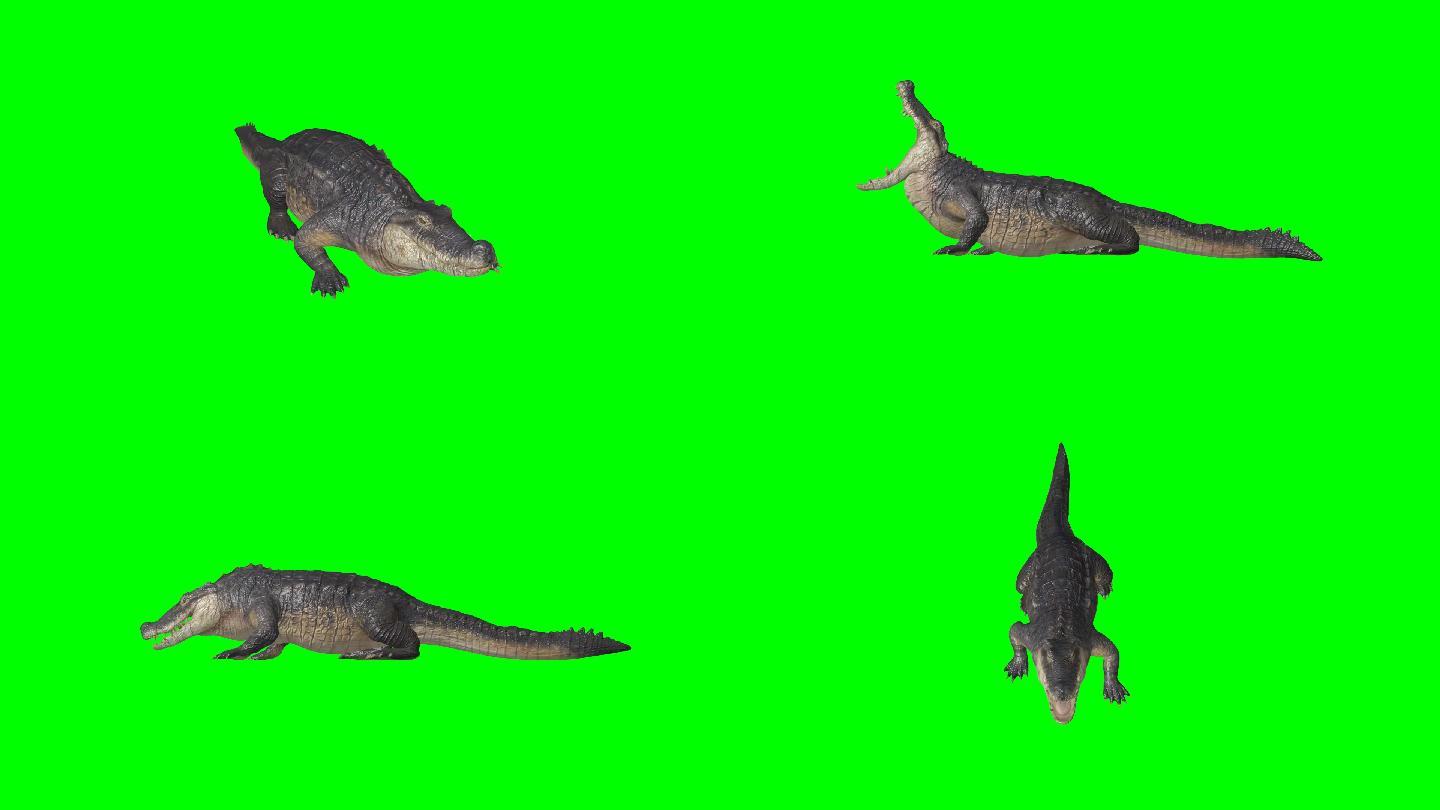 3D写实鳄鱼撕咬