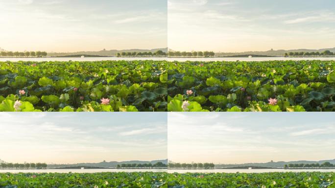 浙江杭州西湖夏季荷花断桥日出延时 4k