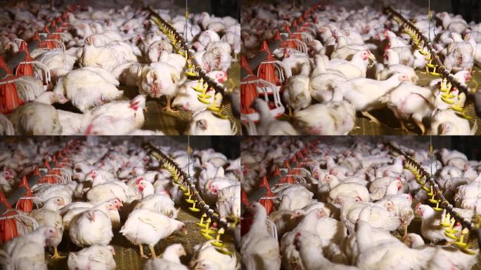 养鸡场饲养白羽鸡环境 (5)