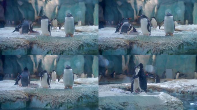 企鹅互相打架争夺