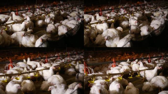 养鸡场饲养白羽鸡环境 (15)