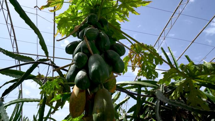木瓜生长种植