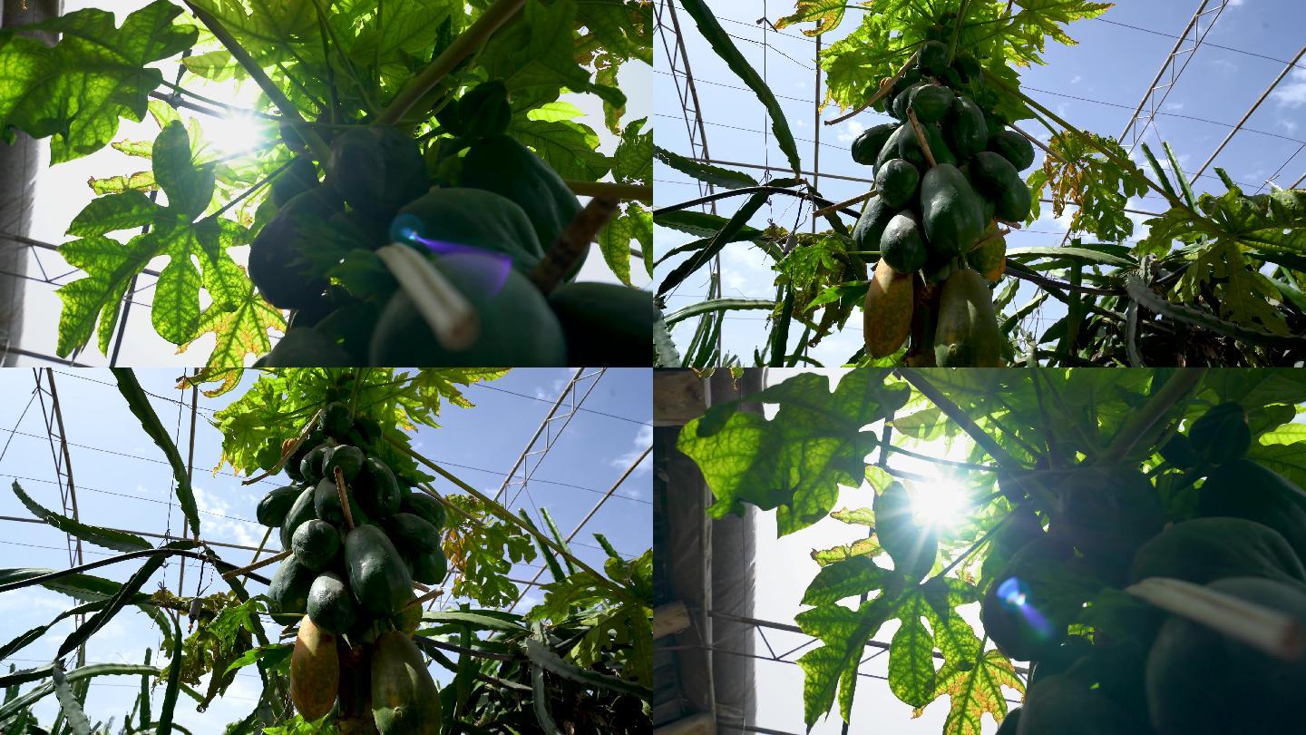 木瓜生长种植