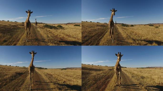 奔跑的长颈鹿