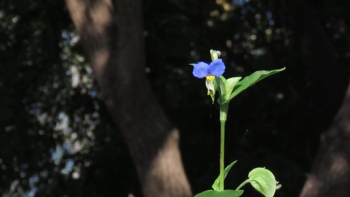 深谷密林一朵小花鸭跖草4k