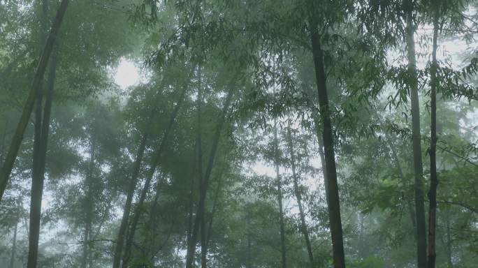 4K半山云雾中的竹林02