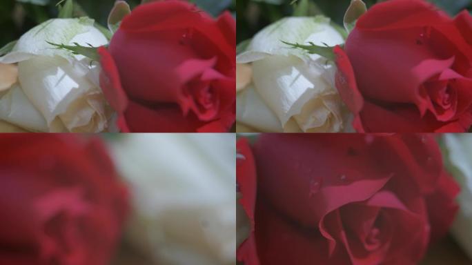 玫瑰花 红白玫瑰