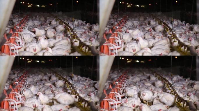 养鸡场饲养白羽鸡环境 (6)