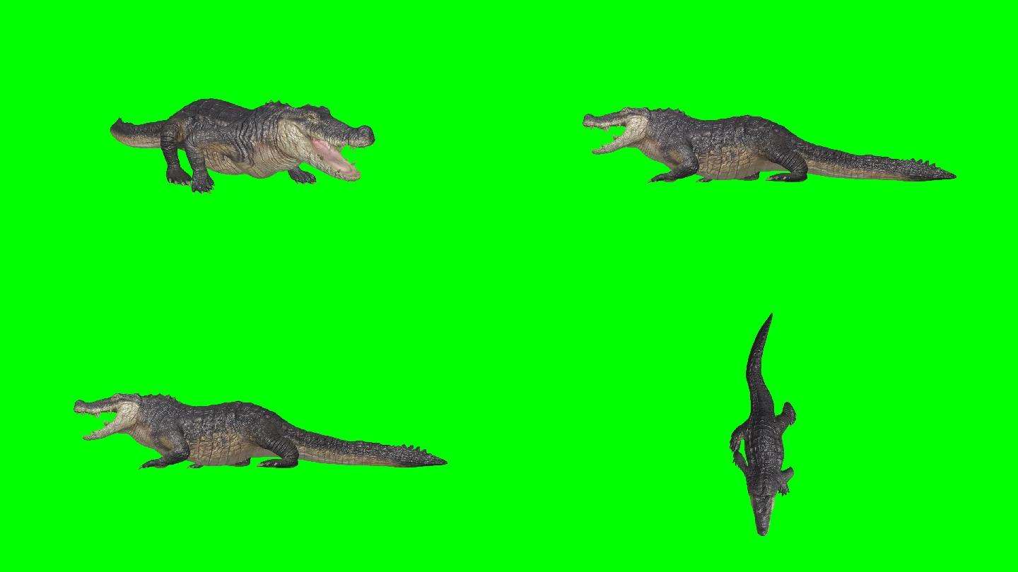 三维写实鳄鱼爬行走路绿幕素材