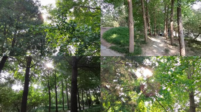 唯美阳光逆光树林
