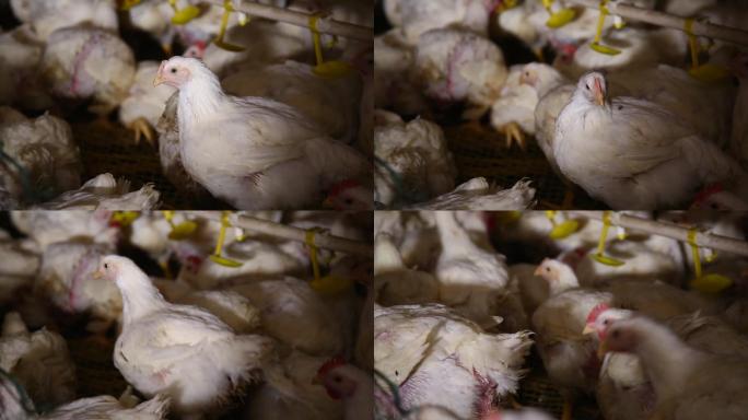 养鸡场饲养白羽鸡环境 (17)