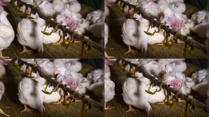 养鸡场饲养白羽鸡环境 (9)