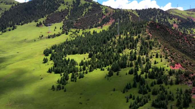 西藏芒康拉乌山牧场（2）