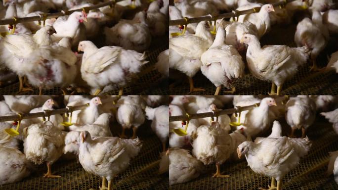 养鸡场饲养白羽鸡环境 (14)